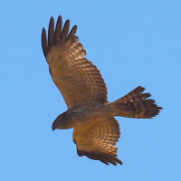 Spotted Harrier